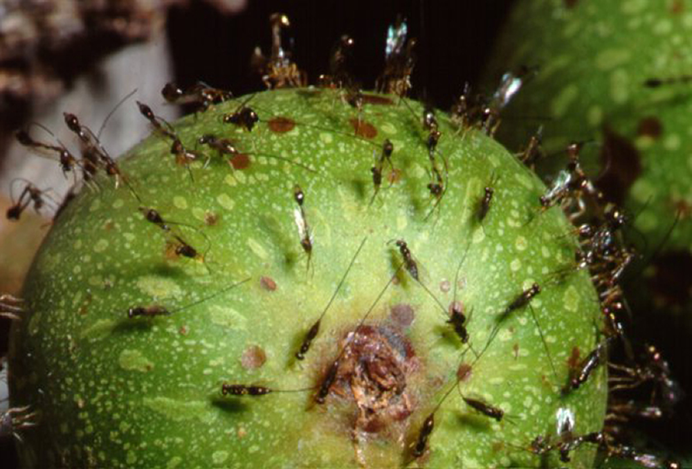 Parasitic fig wasps figs with zinchardened drill bit tips to