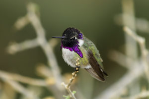Male_Costa's_Hummingbird_(Calypte_costae)....._2_of_3_in_set