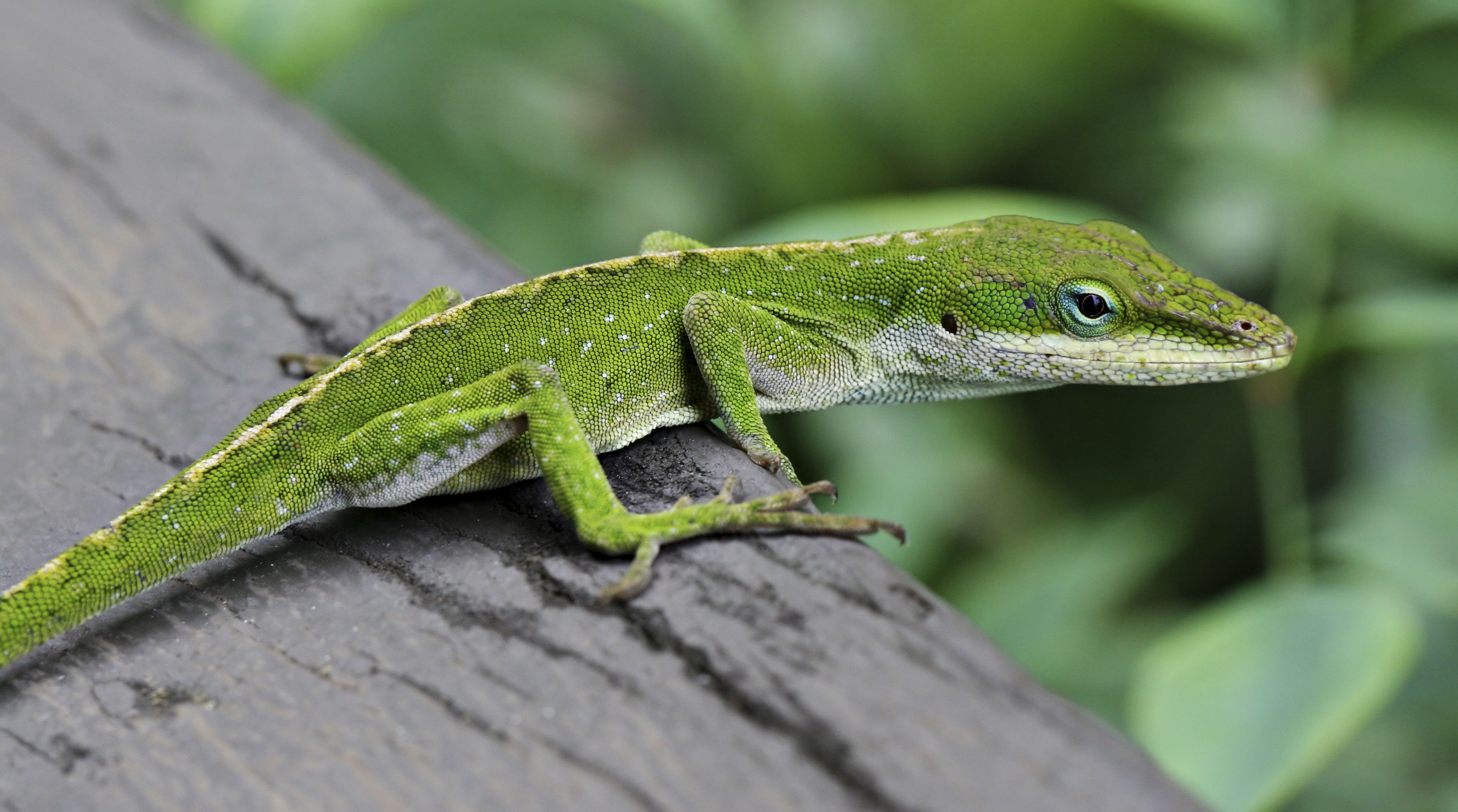 Competition between related species of lizards can drive evolution