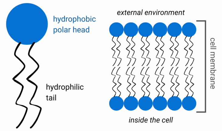 Simple lipid and cell membrane structure