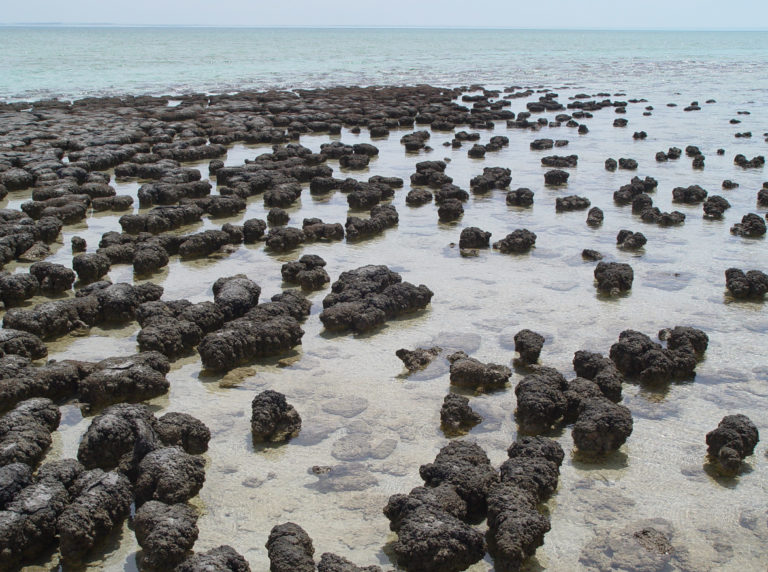 3.5 billion-year-old microbial mats in sedimentary rock found in ...