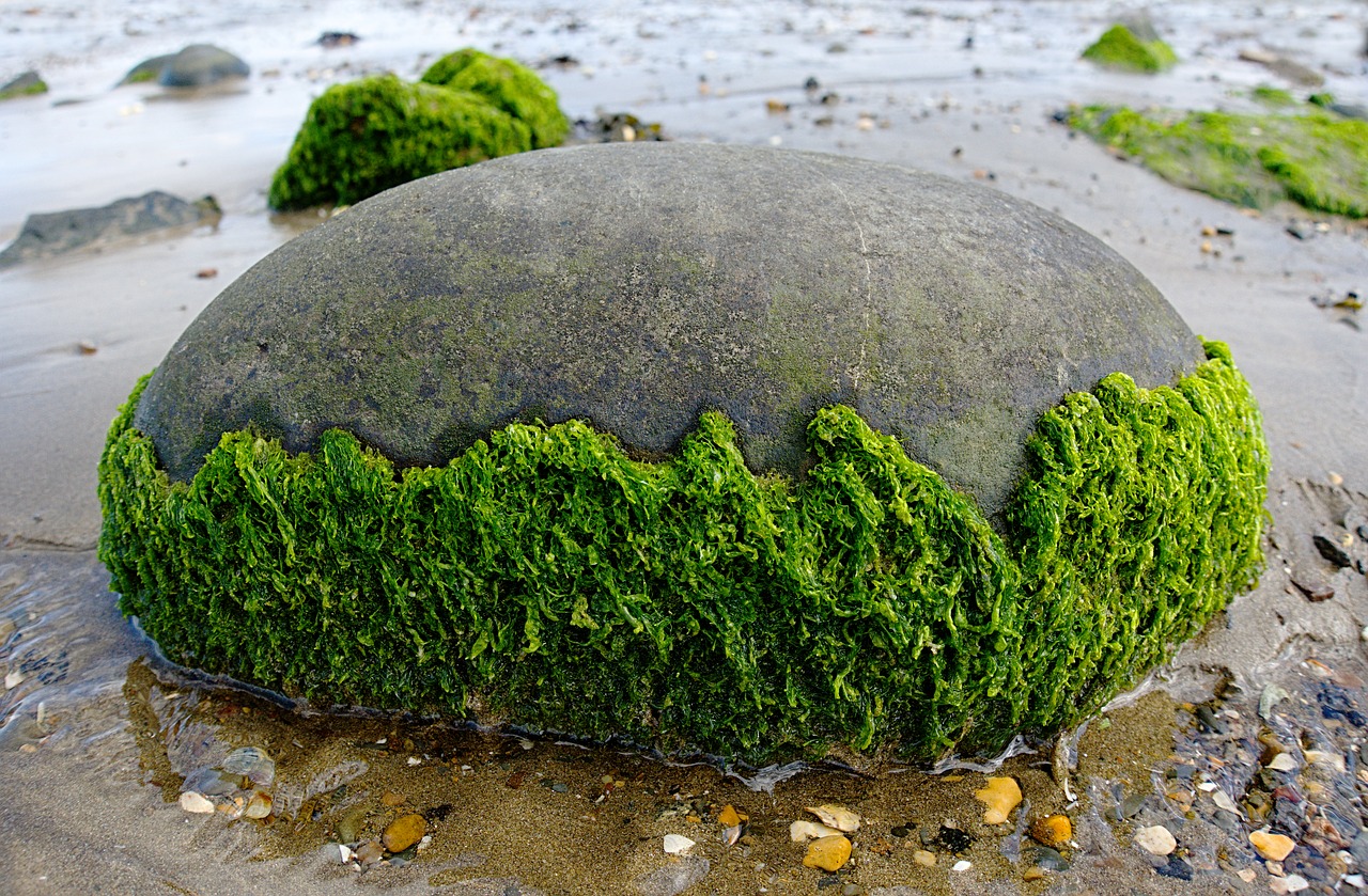 Algae Biofuel