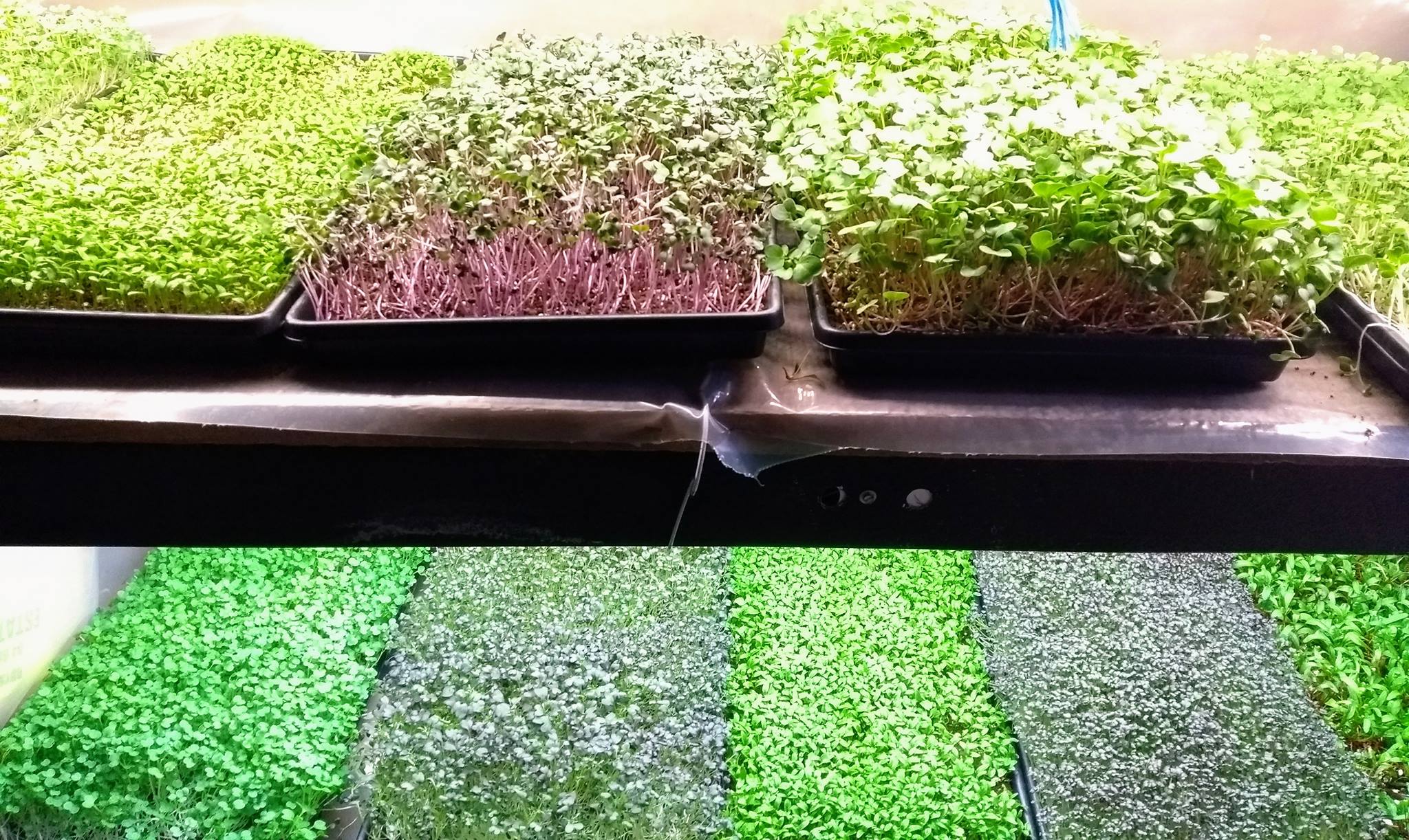 Mo concentrations in cress growing in hydroponic solutions with