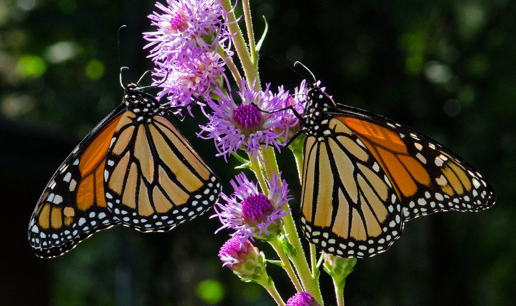 The migration of monarchs has been disrupted