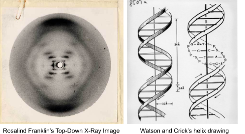 Who figured out the structure of DNA? – Sciworthy