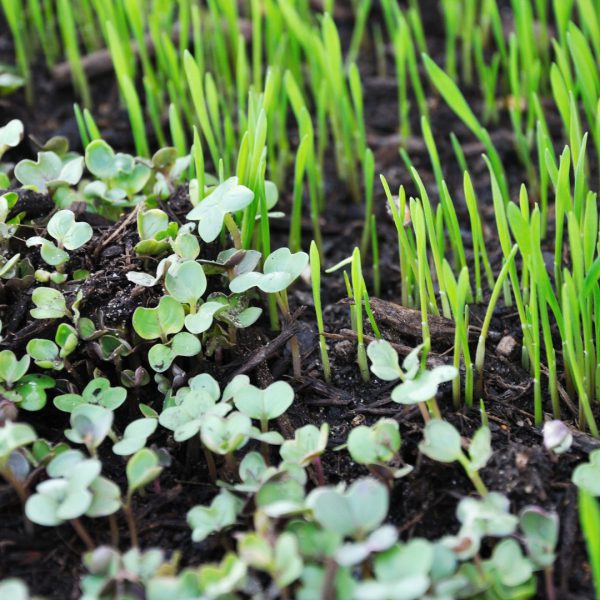 microgreens in dirt