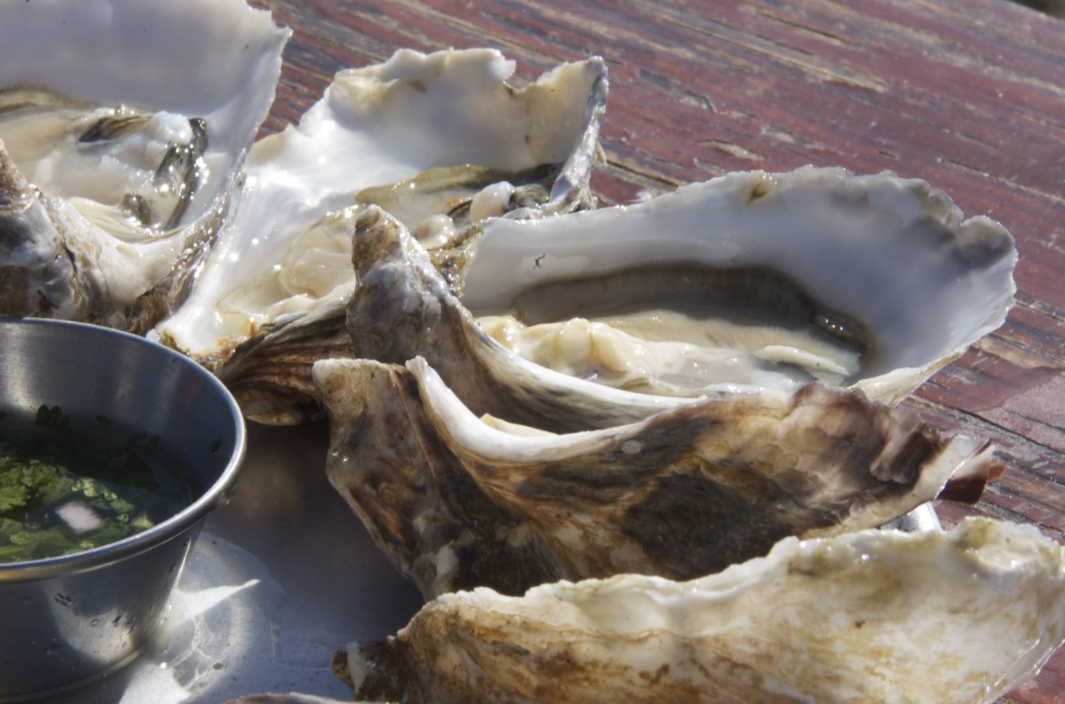 Breeding more nutritious Pacific oysters Sciworthy