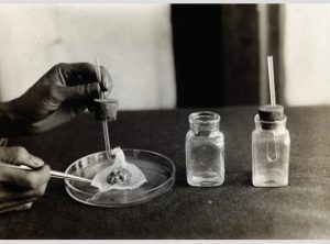 Tissue culture in the 1940s.