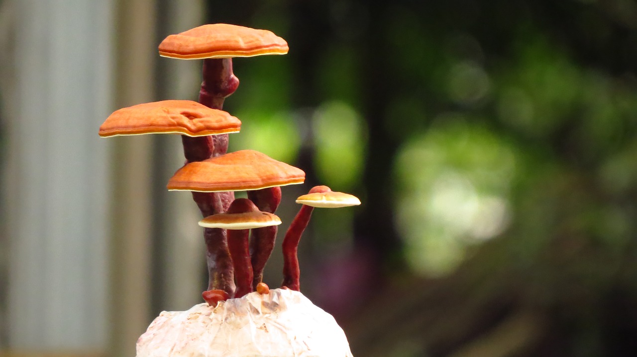 Using Reishi mushrooms to filter methane out of the atmosphere - Sciworthy