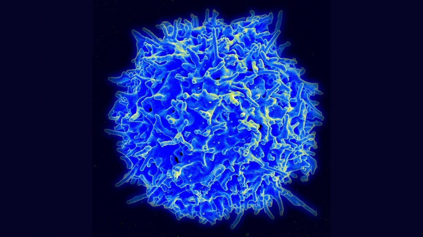 t cells and killer cells