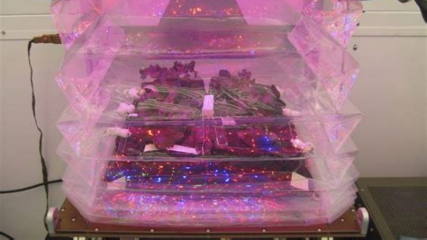 Is lettuce grown in space nutritious and safe to eat? – Sciworthy