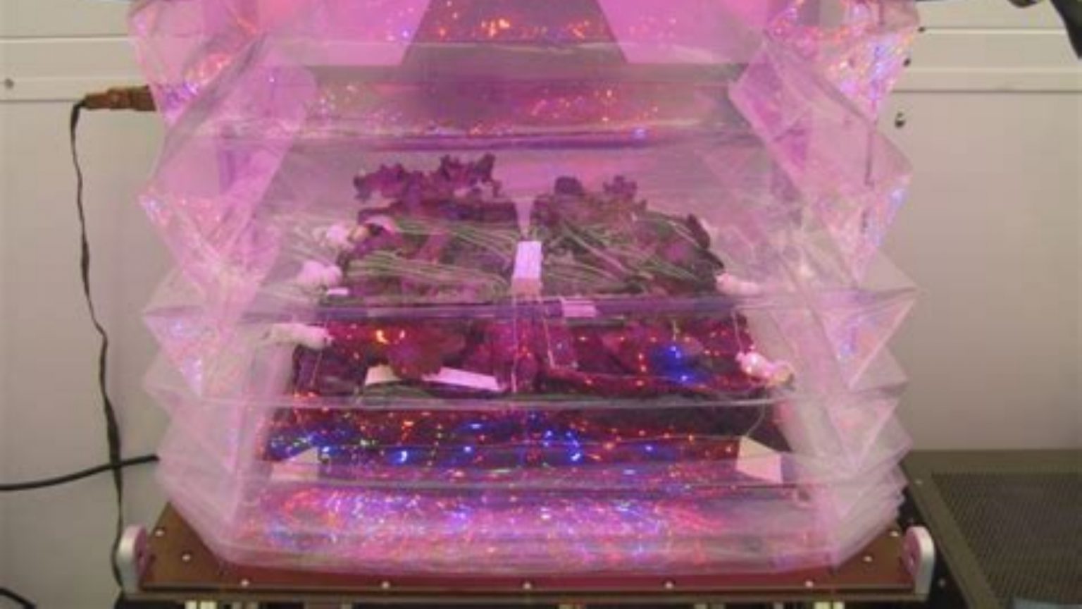 is-lettuce-grown-in-space-nutritious-and-safe-to-eat-sciworthy