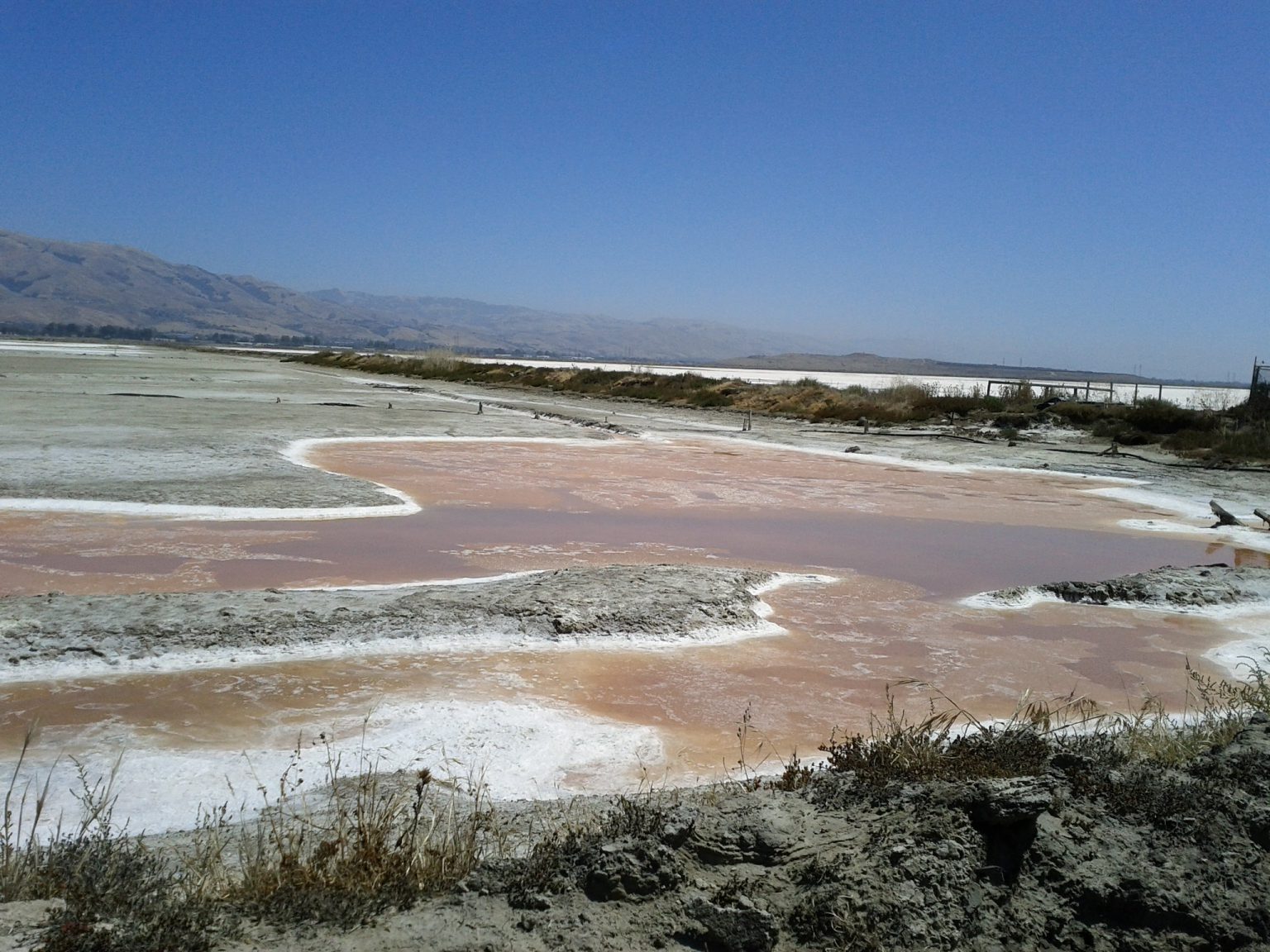 Bacteria found with superpowers that let them survive in space