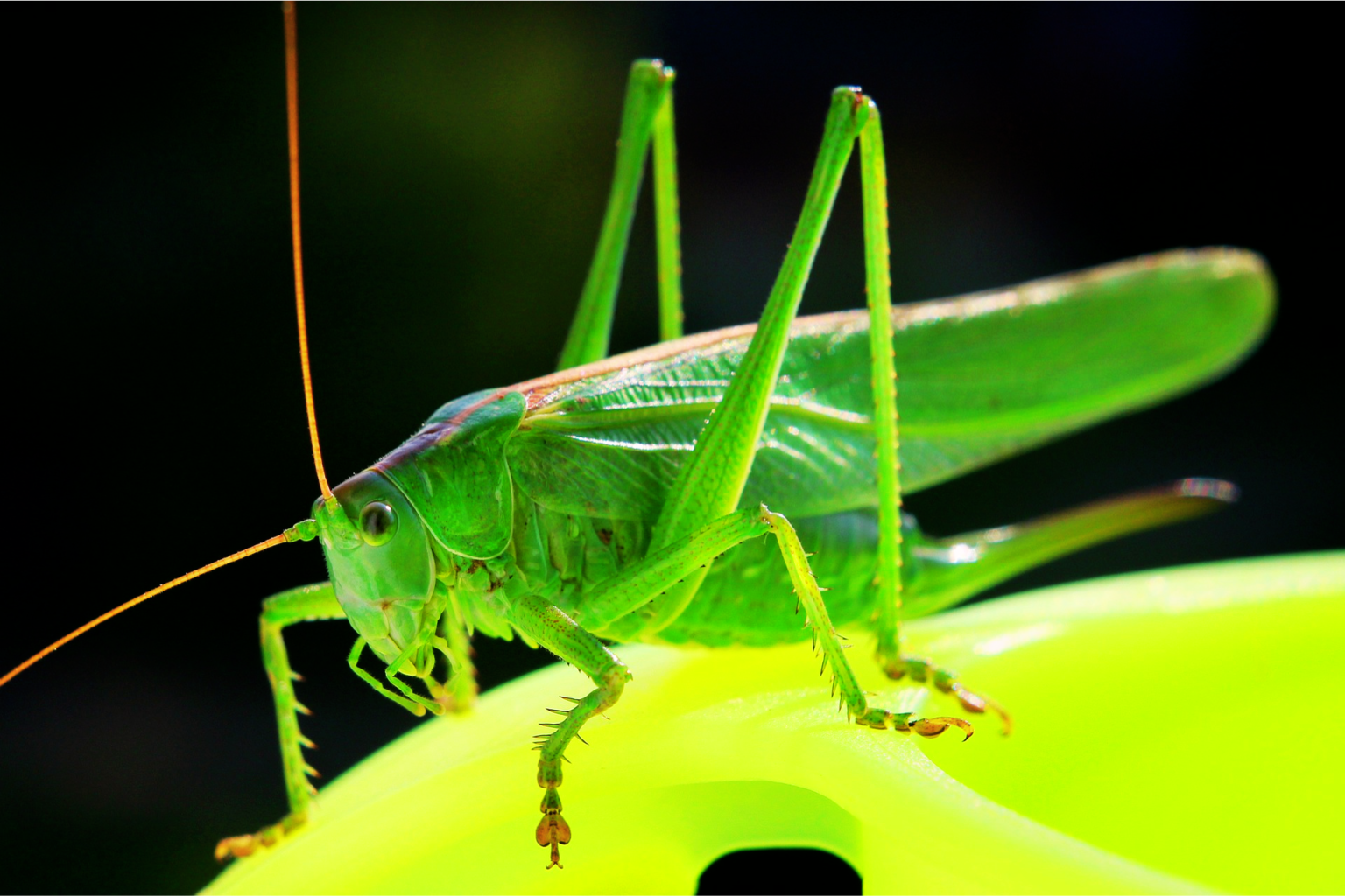 can-insects-munch-their-way-through-our-plastic-problem-sciworthy