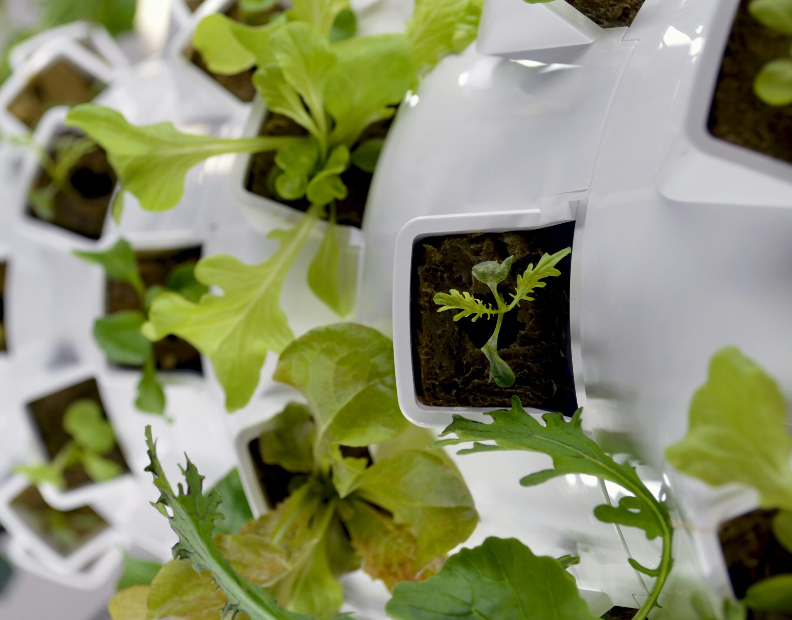 Metal-tolerant plants could change the future of mining