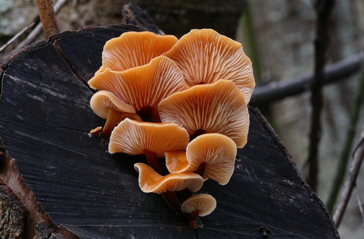 Fungi could reshape the next generation of smart materials