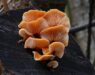 Wild enoki mushrooms growing on rotten wood