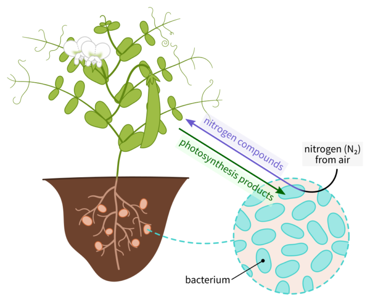 Bacteria attached to plant roots “feed” nitrogen to plants through the soil, and in turn receive organic acids for energy from plants performing photosynthesis. Source: Wikimedia Commons