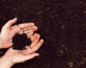Hands holding soil