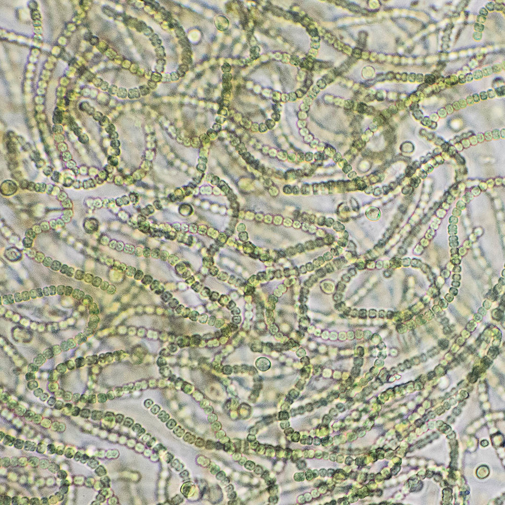 DNA evidence allowed biologists to identify a new type of bacteria DNA evidence allowed biologists to identify a new type of bacteria