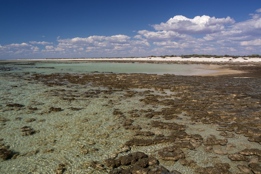 Microbe lasagna tells us about what life was like billions of years ago Microbe lasagna tells us about what life was like billions of years ago